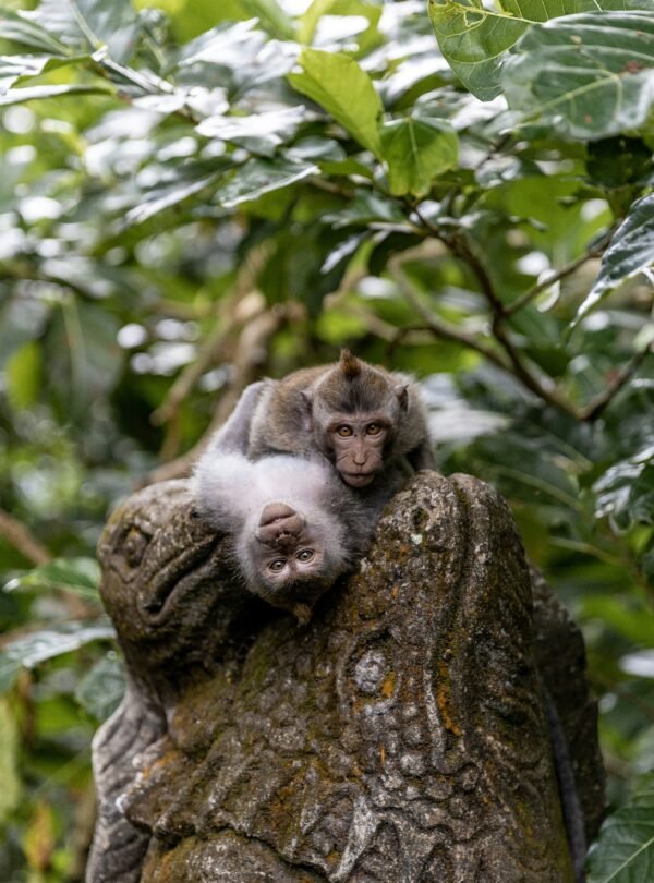 Monkey forrest ubud