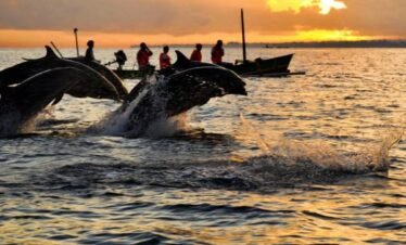 lovina dolphin tour