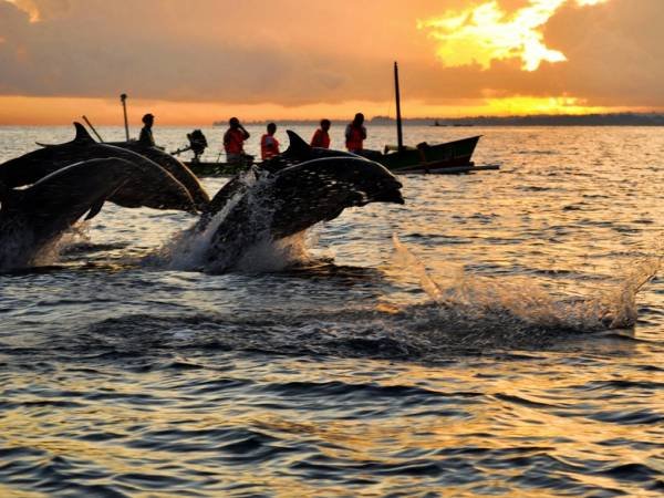 lovina dolphin tour