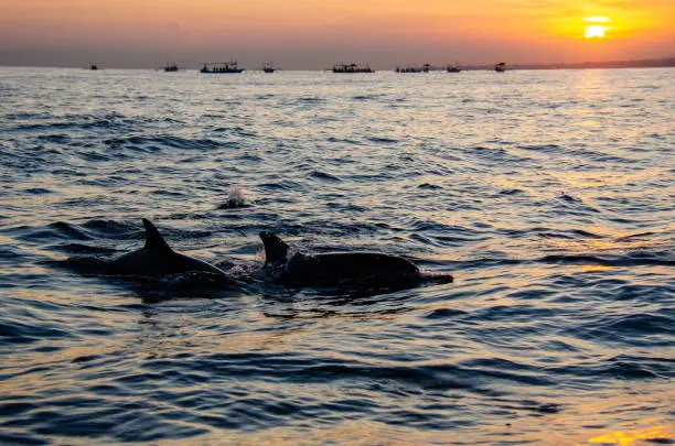 Dolphin watching lovina