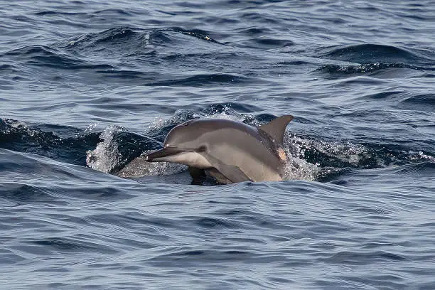 Dolphin watching lovina