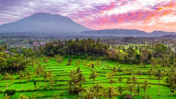 tegalalang rice terrace