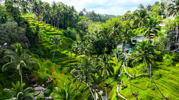 tegalalang rice terrace