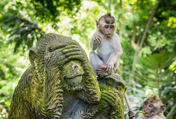ubud monkey forrest