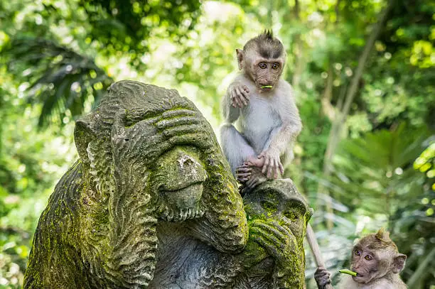 ubud monkey forrest