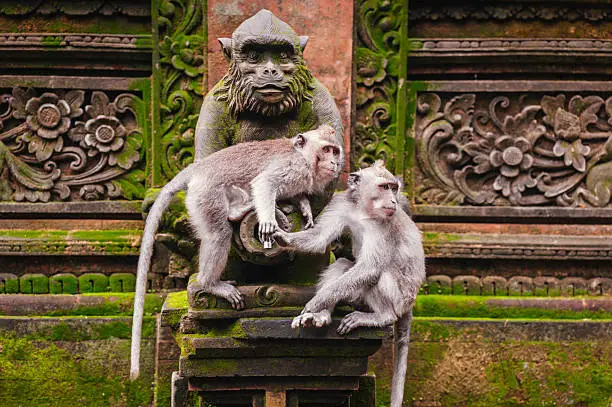 ubud monkey forrest