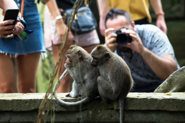 ubud monkey forrest