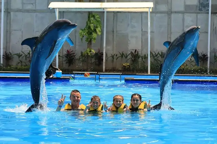swimming with dolphin